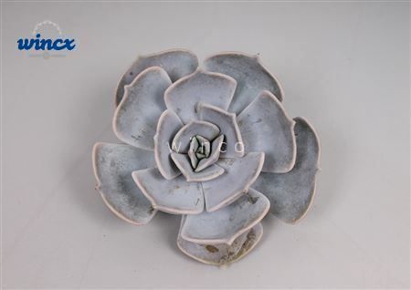 Echeveria Lilacina Cutflower Wincx-5cm