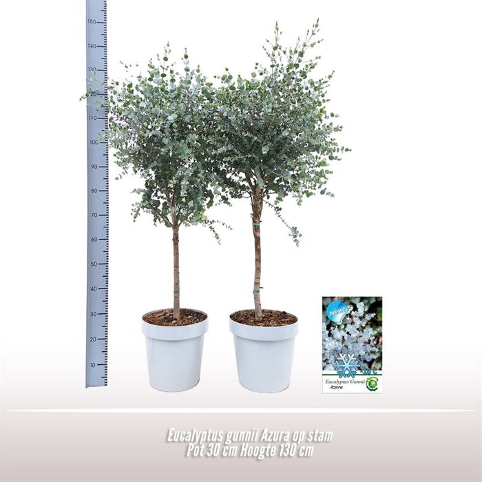 <h4>Eucalyptus gunnii Azura op stam</h4>