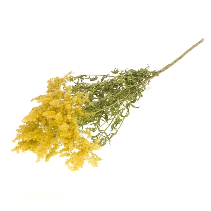 <h4>Solidago flower natural yellow</h4>