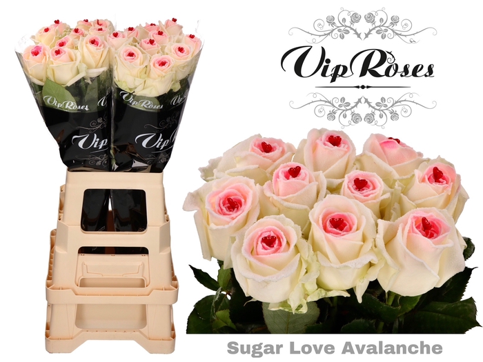 R GR SUGAR LOVE AVALANCHE x20