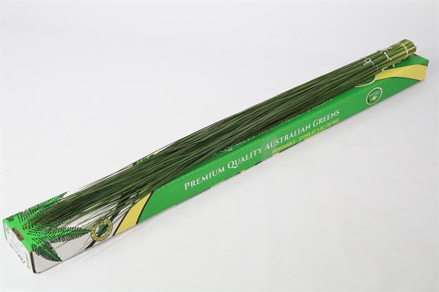 <h4>Leaf steelgrass (Xanthorroea) x25 stem</h4>