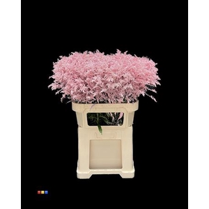 Solidago Light Pink 80cm