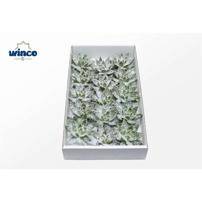 <h4>Echeveria White Snow Cutflower Wincx-10cm</h4>