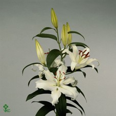 <h4>Lilium or helvetia</h4>