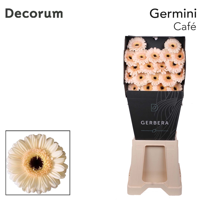 <h4>Germini Cafe Diamond</h4>