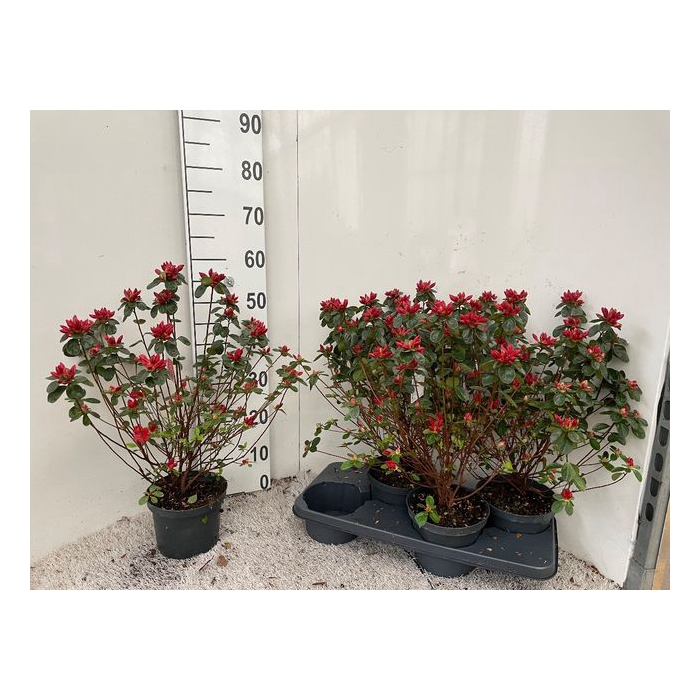 <h4>Rhododendron Japanse Azalea Stewartstown 17Ø 45cm</h4>