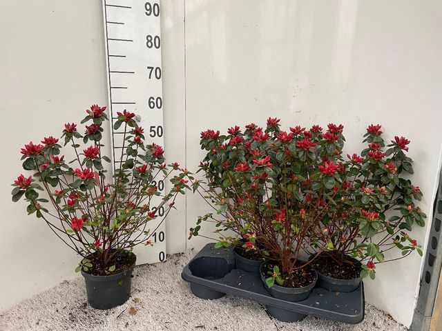 Rhododendron Japanse Azalea Stewartstown 17Ø 45cm