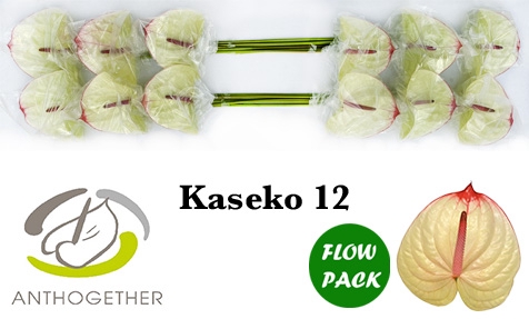 <h4>ANTH A KASEKO 12 Flow Pack</h4>