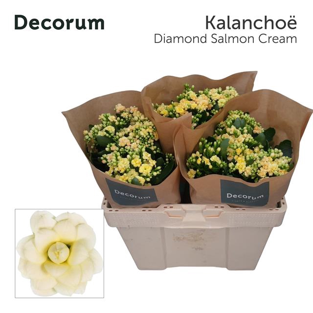 <h4>Kalanchoe diamond creamsalmon</h4>