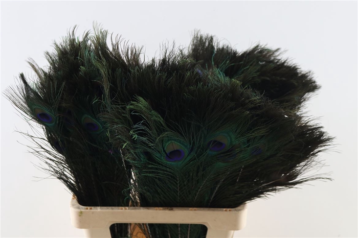 Feather Peacock 60-70cm Natural