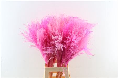 <h4>ZD STIPA FEATHER LPINK</h4>