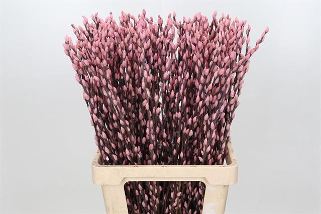 Salix paint pussy willow pink light