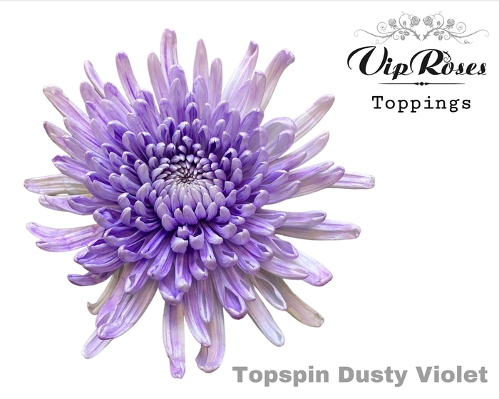 <h4>CHR G TOPSPIN DUSTY VIOLET</h4>