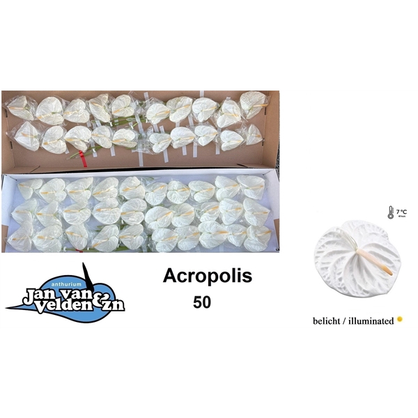 Acropolis 50