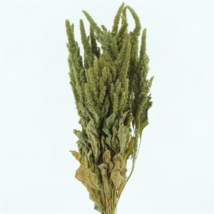 <h4>Dried Amaranthus Green P/bunch</h4>
