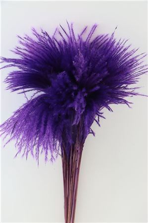 <h4>Dried Stipa Feather Purple P. Stem</h4>