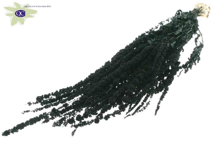 <h4>Hang amaranthus ±90 cm p/bunch black</h4>