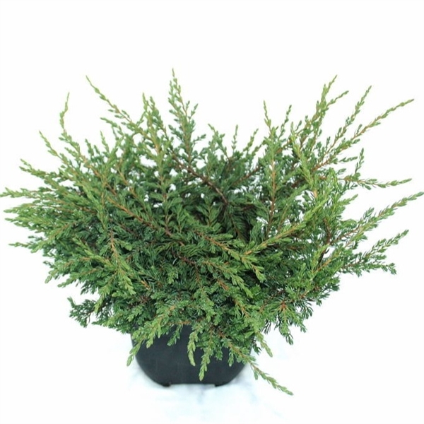 <h4>Juniperus communis 'Repanda' P17</h4>