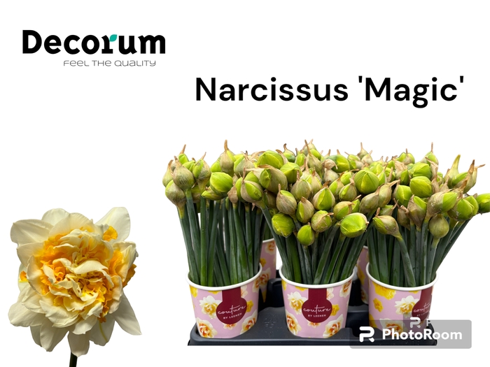 Narcissus Magic