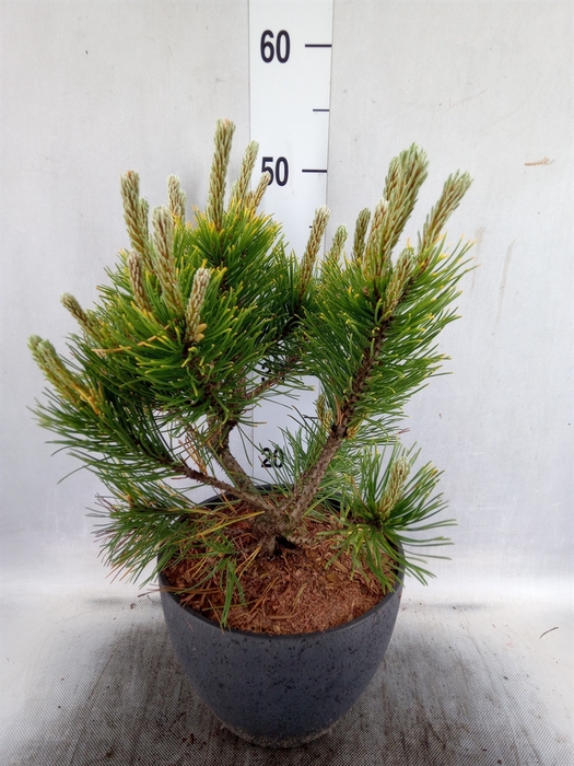 <h4>Pinus   ...</h4>