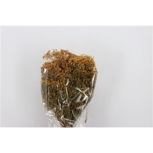 DRIED BROOM NATURAL 150GR POLY