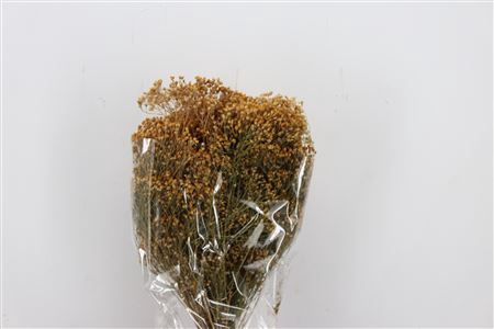 DRIED BROOM NATURAL 150GR POLY BUNC
