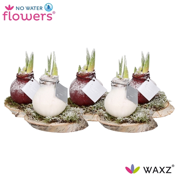 <h4>No Water Flowers Waxz® on Wood Snow</h4>