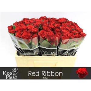 R Gr Red Ribbon