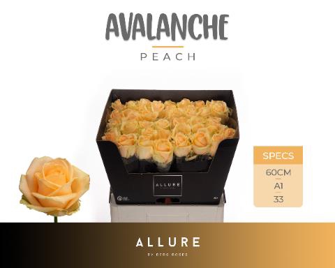 <h4>Rosa la peach avalanche+ Allure</h4>