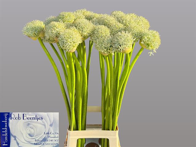 <h4>Allium mount everest</h4>