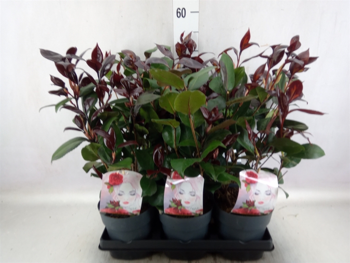 <h4>Camellia japonica</h4>