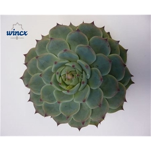 Echeveria Lindsyana Cutflower Wincx-10cm