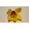 Cymbidium Yellow 5/7 blooms p/s