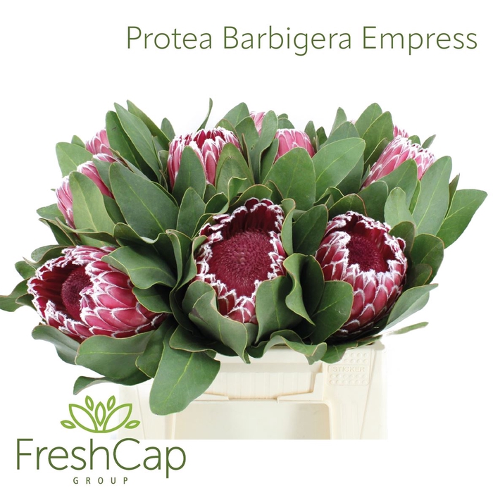 <h4>Protea Barbigera Empress</h4>