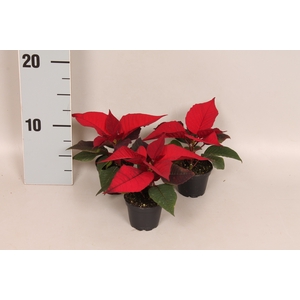 Poinsettia 6 cm Christmas Feelings® Red 1 kopper