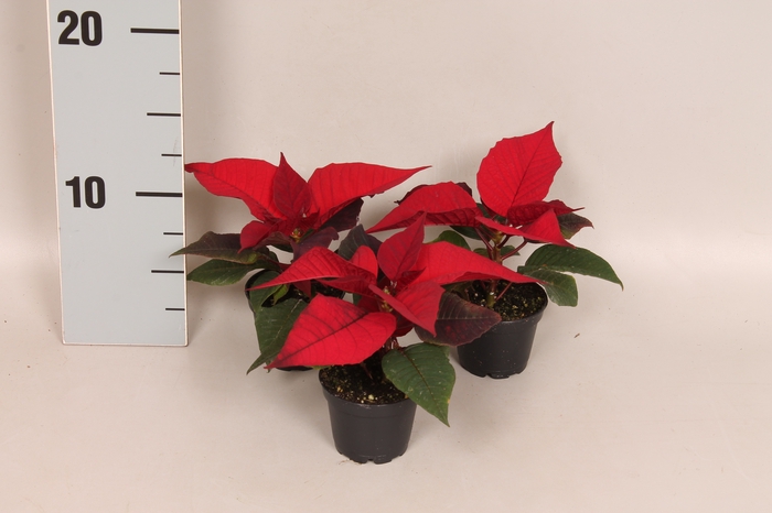 Poinsettia 6 cm Christmas Feelings® Red 1 kopper