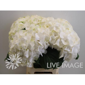 Hydrangea white verena