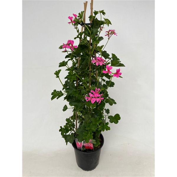 <h4>Pelargonium Peltatum roze pir</h4>