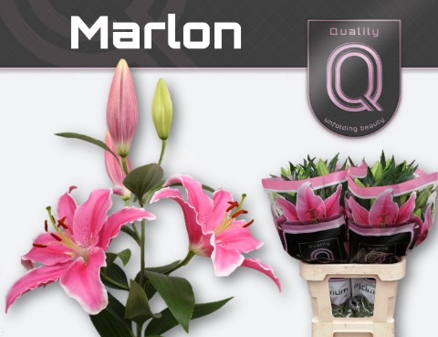 <h4>Lilium or marlon</h4>