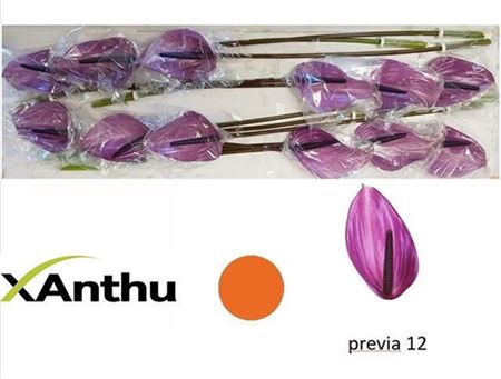 ANTH A PREVIA X12
