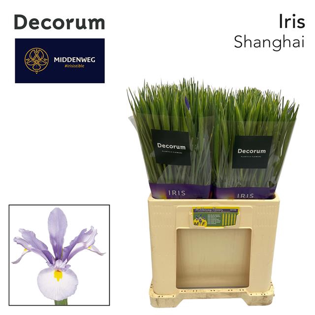 <h4>Iris shanghai</h4>
