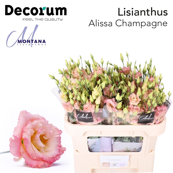 <h4>Lisianthus Alissa Champagne - Montana Lisianthus</h4>