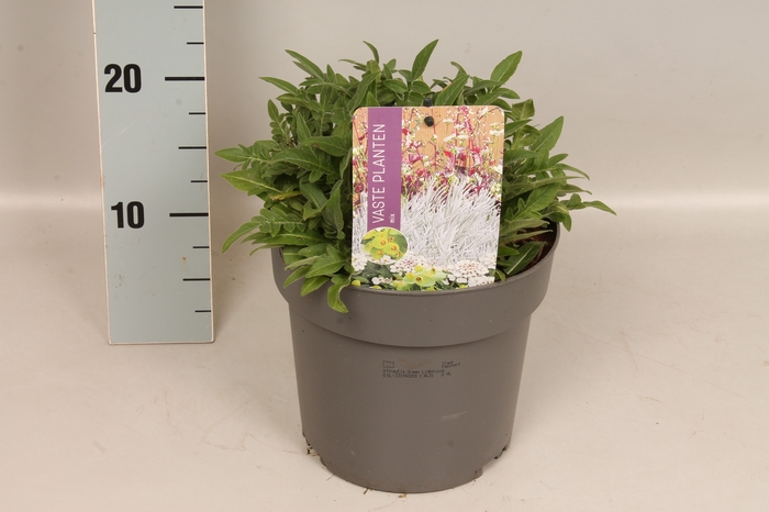 <h4>vaste planten 19 cm  Knautia Green Lightning</h4>