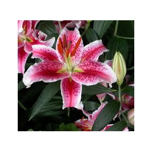 Lilium Oriental pink 2 buds