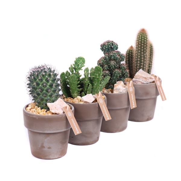 <h4>Cactus 8,5 cm in grijs/bruine pot met rand met grind, keien en etiket</h4>