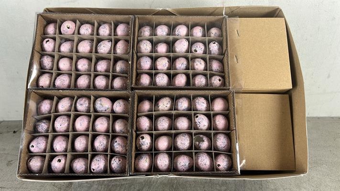 <h4>Egg Quail Pink Box(60pcs)</h4>
