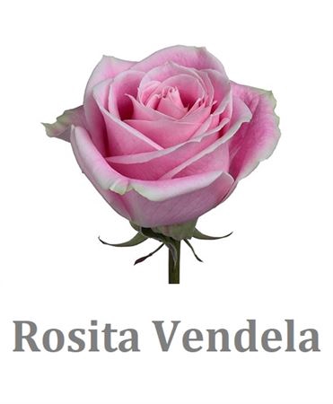 <h4>R Gr Rosita Vendela</h4>