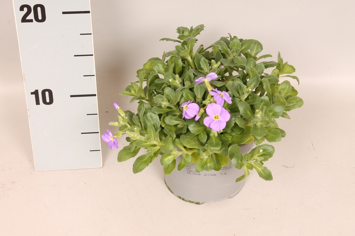 <h4>vaste planten 12 cm Aubrieta Gracillis</h4>