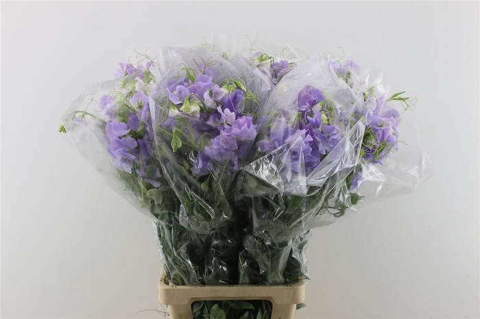 <h4>Lathyr Lavender</h4>
