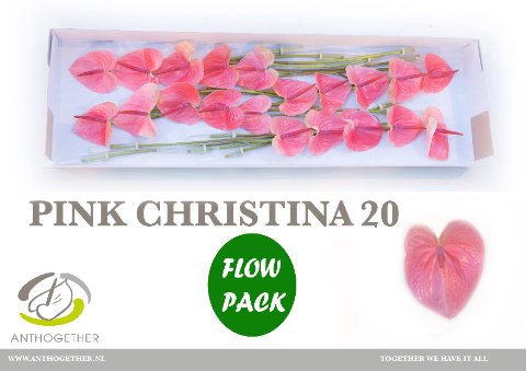 <h4>Anthurium pink christina</h4>